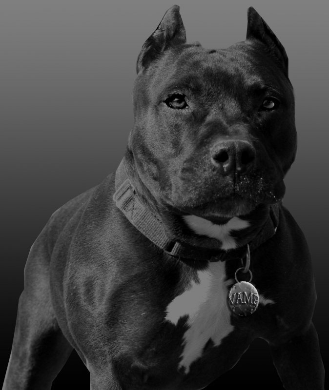pitbull